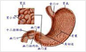 六安胃腸醫(yī)院治療胃結(jié)石